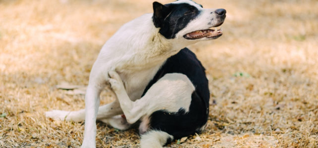 Milben beim Hund Was tatsächlich hilft Tierlieb