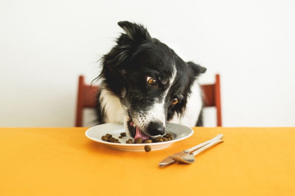 Hilfe! Mein Hund stinkt aus dem Maul Tierlieb