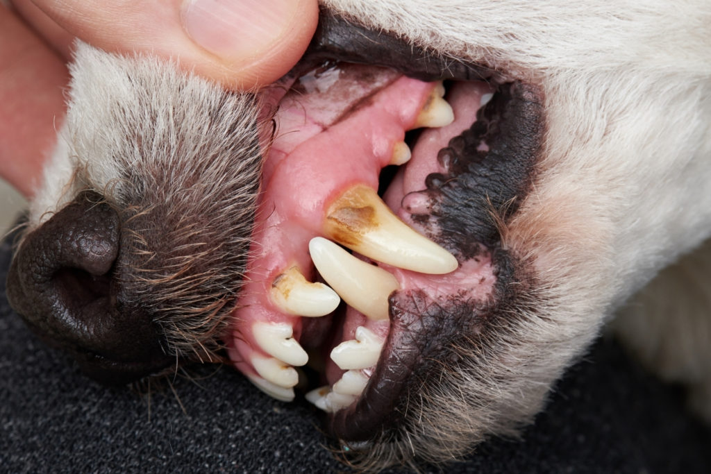 Zahnstein bei Hunden Tierlieb
