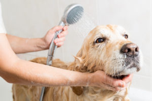 Shower dog